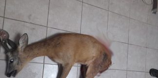 Dosar penal pentru un tânăr din Leurda, ai cărui câini au mușcat până la moarte un căprior