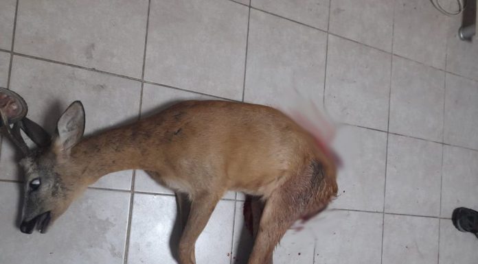 Dosar penal pentru un tânăr din Leurda, ai cărui câini au mușcat până la moarte un căprior