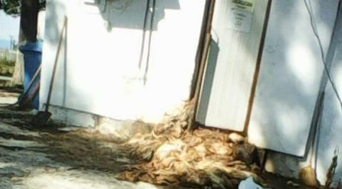 Focar de infecție La Provincia! Sute de pui morți poluează atmosfera și le întorc salariaților mațele pe dos