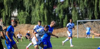 Leii au mușcat din panduri