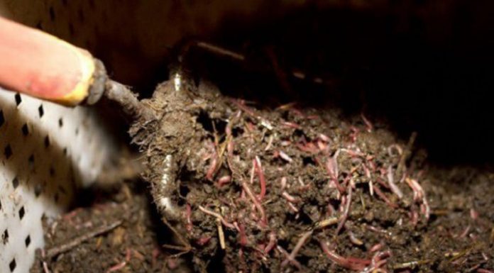 Agricultura pe înțelesul tuturor – Biohumusul de râmă