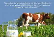 APIA: Peste 2.700 de cereri primite pentru ajutorul crescătorilor din sectorul bovin