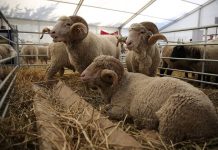 APIA efectuează plata ajutorului de stat în sectorul creșterii animalelor