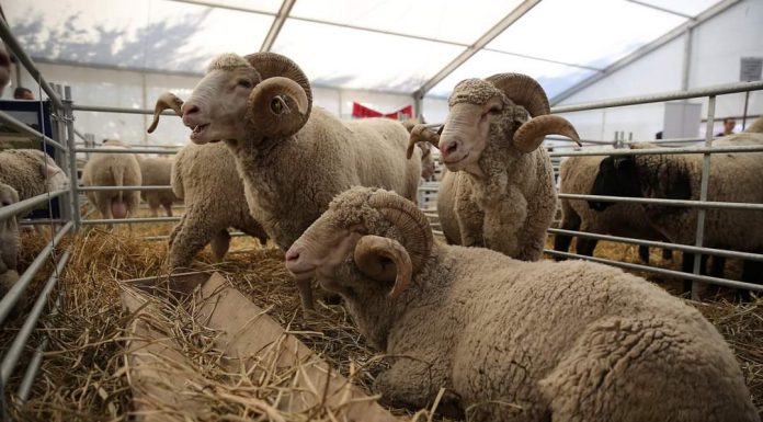 APIA efectuează plata ajutorului de stat în sectorul creșterii animalelor