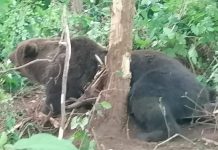 Acțiune de eliberare a unui urs, la Crasna