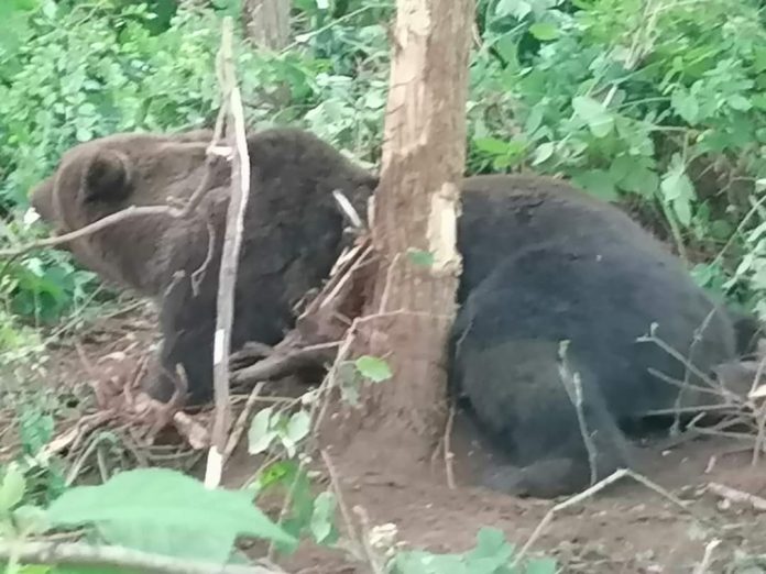 FB_IMG_1625817682136