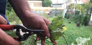 Agricultura pe înțelesul tuturor – Dăunătorii viţei de vie