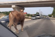 VIDEO: Târgu Jiul rural și în 2021! Cai, pe mijlocul șoselei