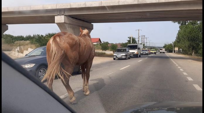 VIDEO: Târgu Jiul rural și în 2021! Cai, pe mijlocul șoselei