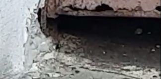 VIDEO: Șobolani mutanți, la blocurile din spatele Hotelului Gorj! Locatarii cer deratizare urgentă