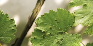 Agricultura pe înțelesul tuturor – Dăunătorii viţei de vie