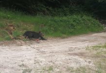 Ursul captiv, eliberat cu succes