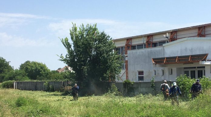 Poliția Locală: Amenzi pentru târgujienii care nu distrug ambrozia