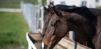 ANSVSA: Măsurile obligatorii pe care trebuie să le respecte crescătorii de animale în perioadele caniculare