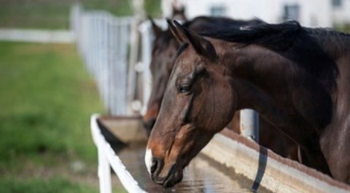 ANSVSA: Măsurile obligatorii pe care trebuie să le respecte crescătorii de animale în perioadele caniculare