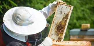 APIA primește cereri de plată pentru Programul Național Apicol până pe 2 august