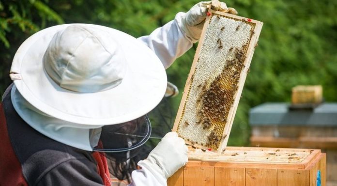 APIA: 2 august, termen pentru depunerea cererilor de plată pentru PNA