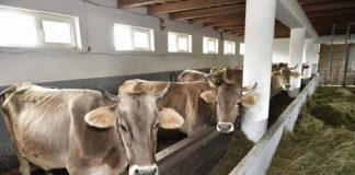 MADR: 9 august, ultima zi pentru solicitarea sprijinului pentru crescătorii de bovine
