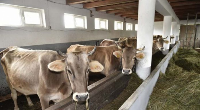 MADR: 9 august, ultima zi pentru solicitarea sprijinului pentru crescătorii de bovine