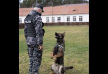 Câini antrenați, la Sibiu, să găsească persoanele infectate cu Covid!