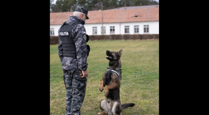 Câini antrenați, la Sibiu, să găsească persoanele infectate cu Covid!