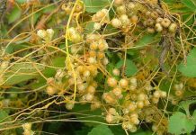 Agricultura pe înțelesul tuturor – Cuscuta – o buruiană problemă de sute de ani