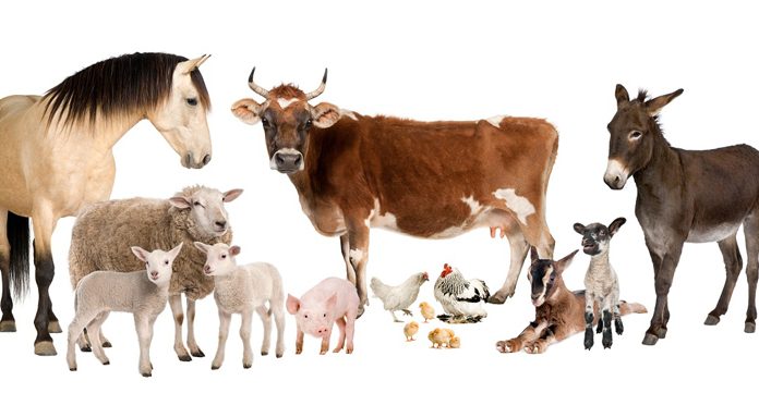 Agricultura pe înțelesul tuturor – Declarația Universală a Drepturilor Animalelor