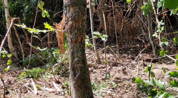 VIDEO: Ursoaică prinsă în laț la Turcinești! Jandarmi în pericol!