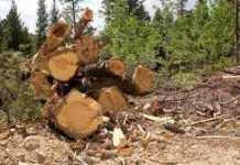 Doi soți din Turcinești, acuzați de tăiere de ilegală de arbori!