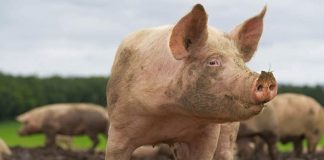 ANSVSA: Gorjul mai are doar două focare de pestă porcină africană