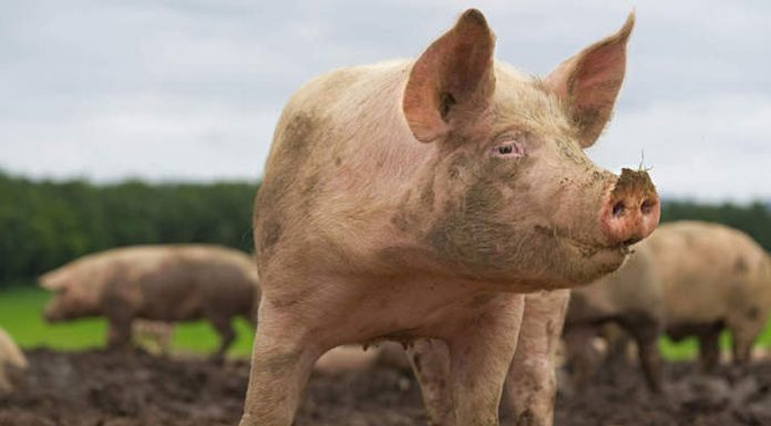 ANSVSA: Gorjul mai are doar două focare de pestă porcină africană