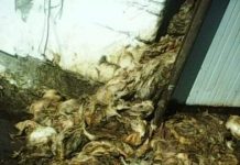 50.000 de lei amendă pentru Avicarvil Târgu Jiu