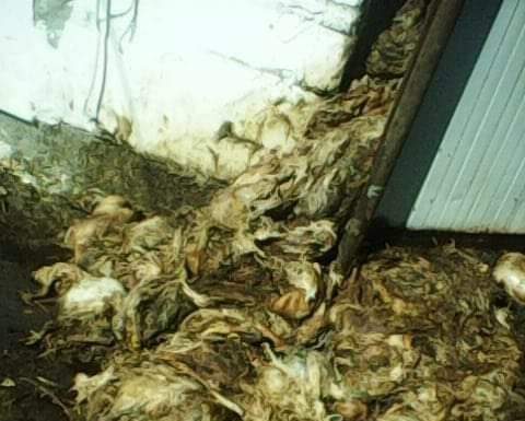 50.000 de lei amendă pentru Avicarvil Târgu Jiu