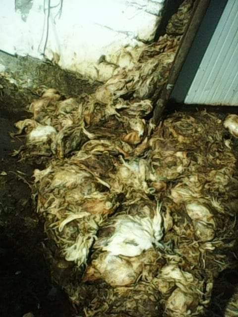 received_620108545532611