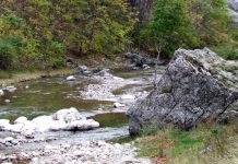 Un „ave” la Tismana