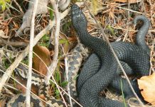 Pe timp de caniculă este bine să ştim câte ceva despre vipere