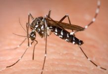 INSP: 47 de cazuri de infecție cu virusul West Nile