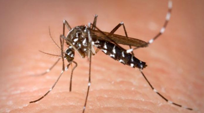 28 de cazuri confirmate cu virusul West Nile