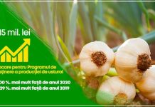 15 milioane de lei pentru cultivatorii de usturoi
