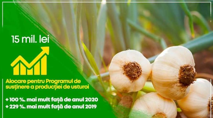 15 milioane de lei pentru cultivatorii de usturoi