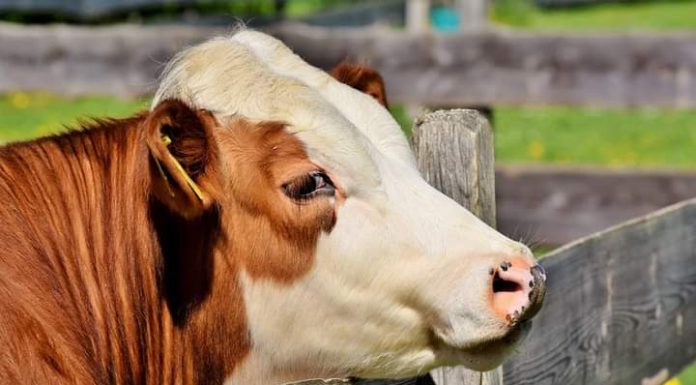 APIA efectuează plata ajutorului de stat în sectorul creșterii animalelor