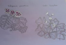 Povești de lângă noi – Trifoiașul cel răbdător