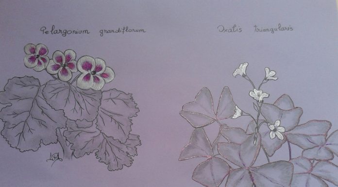 Povești de lângă noi – Trifoiașul cel răbdător