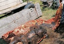 Urs împușcat în cap, depistat la Rugi! Dosar penal pentru braconaj. Cadavrul, deja în putrefacție