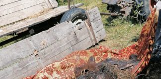 Urs împușcat în cap, depistat la Rugi! Dosar penal pentru braconaj. Cadavrul, deja în putrefacție