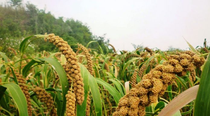 Agricultura pe înțelesul tuturor – Meiul, regele cerealelor, marginalizat pe nedrept