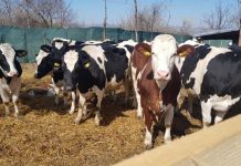 APIA: 1.900 de fermieri gorjeni au solicitat ajutorul de stat pentru bovine, în context COVID-19