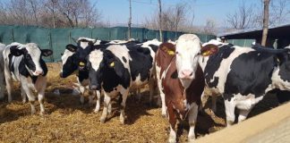 APIA: 1.900 de fermieri gorjeni au solicitat ajutorul de stat pentru bovine, în context COVID-19