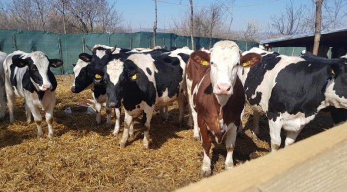 Peste 2.000 de fermieri gorjeni au solicitat ajutorul pentru sectorul bovin! 10 august, termen limită