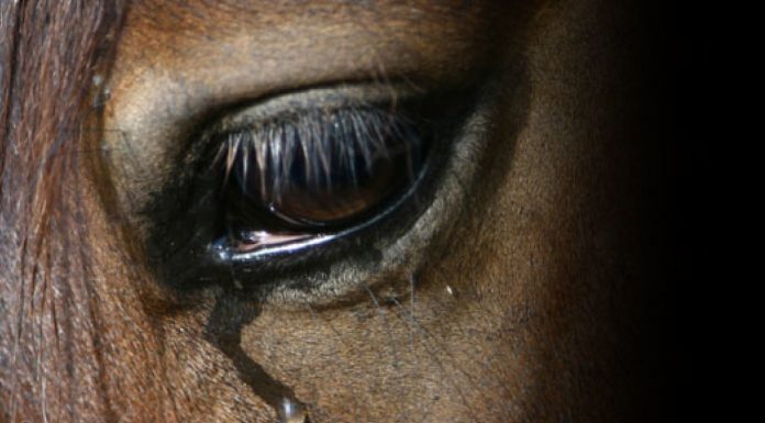 Ș-a lăsat calul în agonie, pe câmp! Dosar penal pentru UCIDERE CU INTENȚIE!